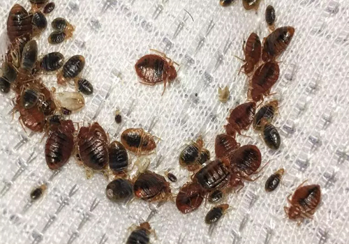 bedbug - کھٹمل کنٹرول