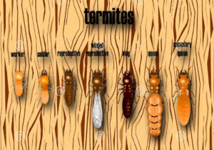 Termites - دیمک